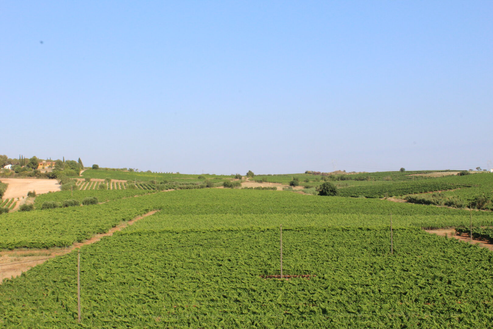 VINYES DE CAL SALAT